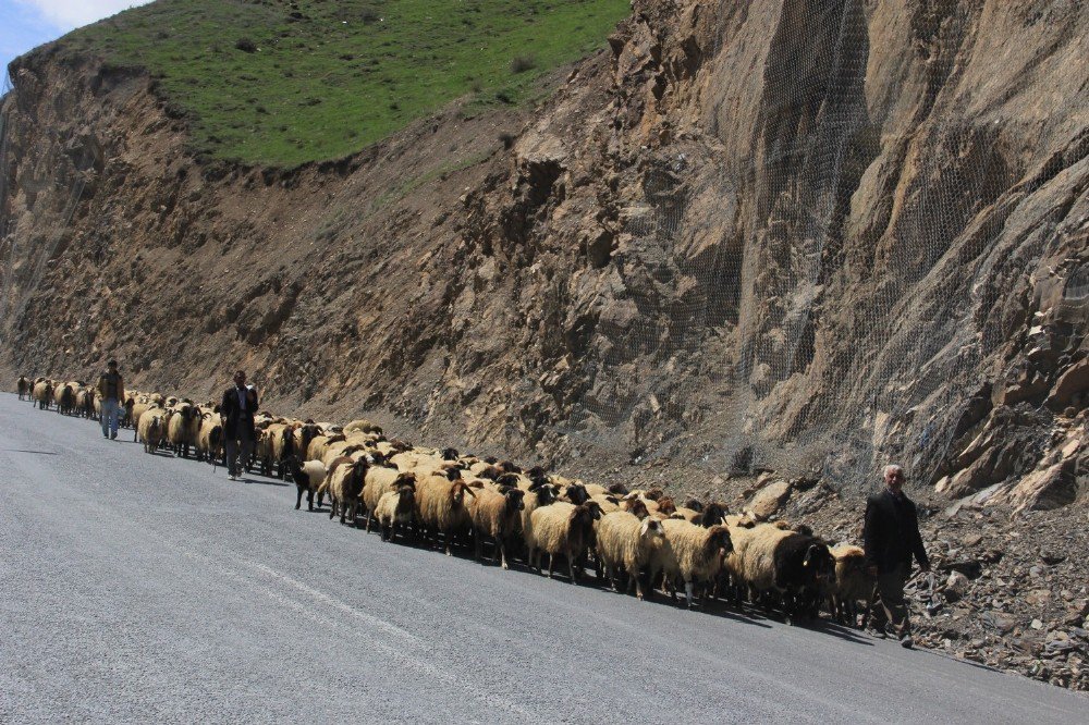 Hakkari’de Sürüler Meraya Çıkartılmaya Başlandı