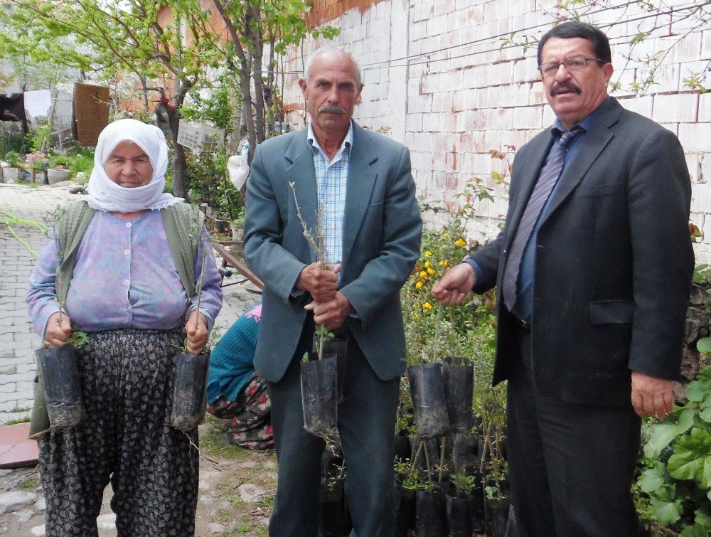 Yunusemreli Üreticilere 10 Bin Zeytin Fidanı Dağıtıldı