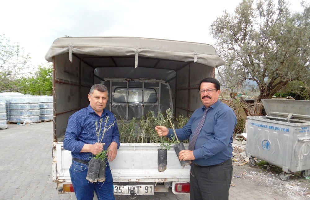 Yunusemreli Üreticilere 10 Bin Zeytin Fidanı Dağıtıldı