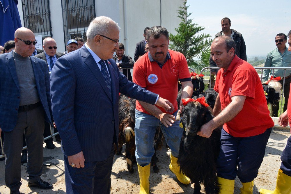 Büyükşehir Belediyesi, Üreticilere 910 Damızlık Kıl Keçisi Tekesi Dağıttı