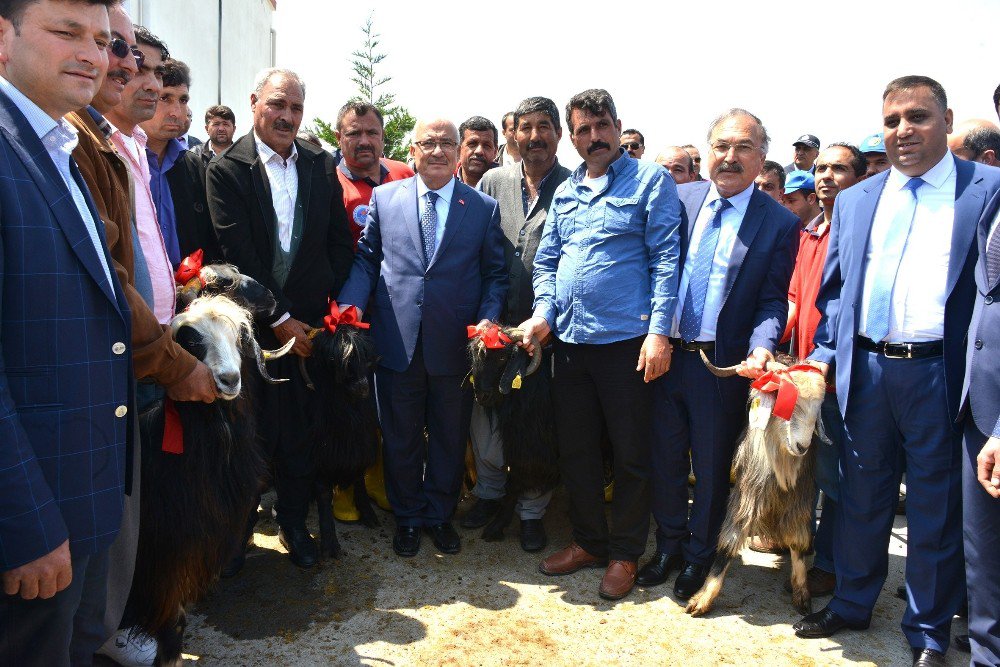 Büyükşehir Belediyesi, Üreticilere 910 Damızlık Kıl Keçisi Tekesi Dağıttı