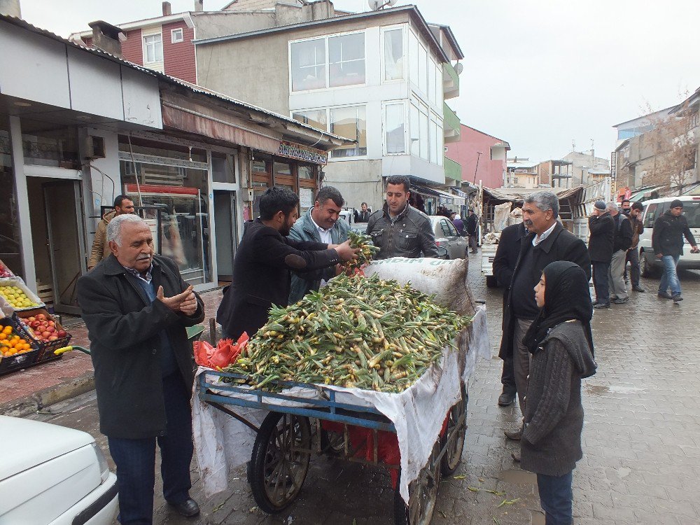 Gulik Otu Geçim Kaynağı Oldu