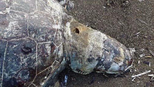 Caretta Caretta Kıyıda Ölü Bulundu