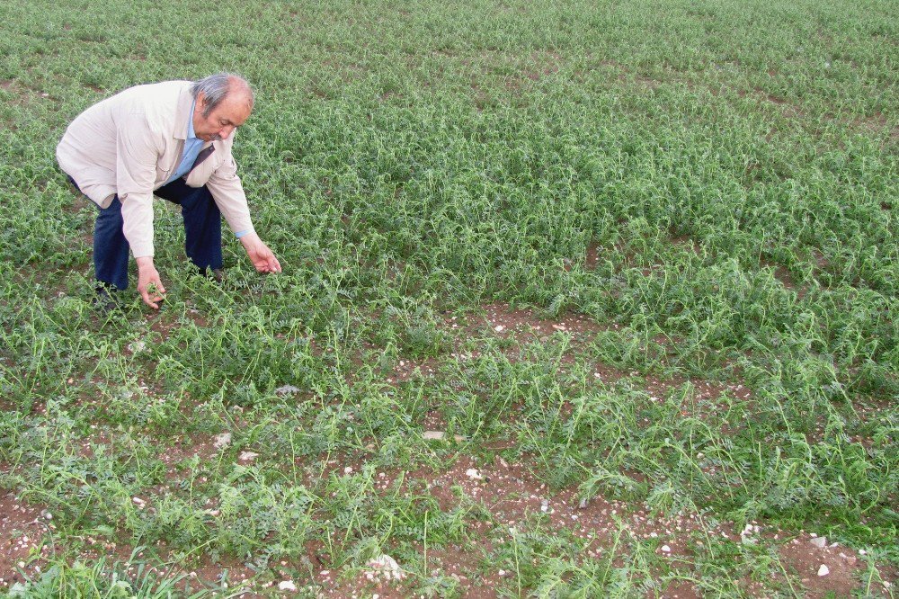 Dolu, Fıstık Bahçesi Ve Hububat Alanlarını Vurdu