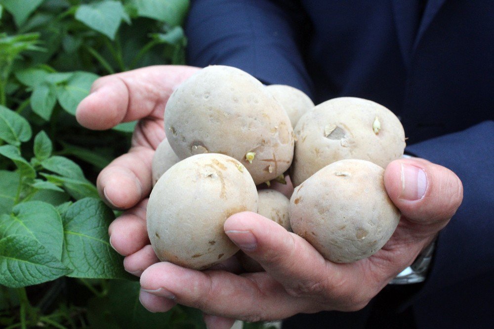 Pırlak: "Yerli Patates Tohumları Çiftçinin Maliyetini Aşağı Düşürecek"