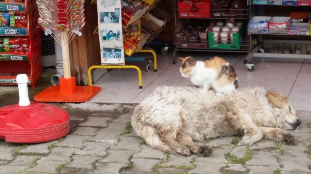 Kedi İle Köpeğin Dostluğunu Gören Şaşırıyor