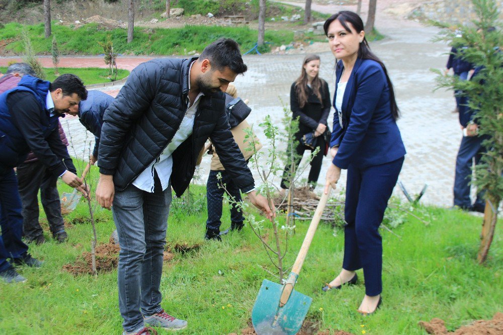 Osmaneli Belediyesi İçmeler Tesislerine Bin Adet Toros Sediri Dikildi