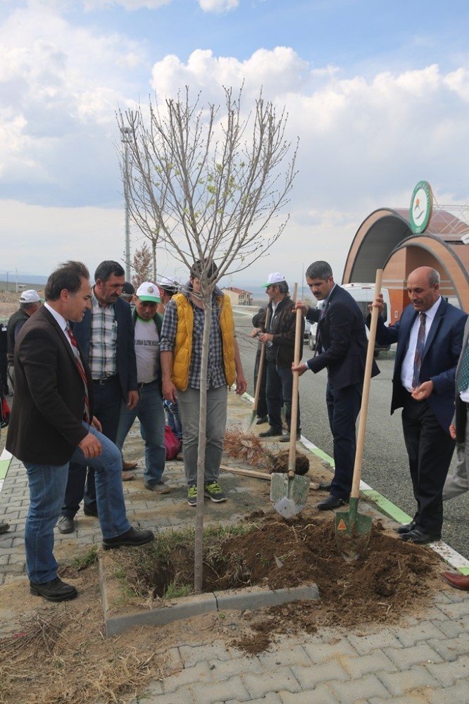 Suveren Kampüsü Ağaçlandırma Çalışmaları