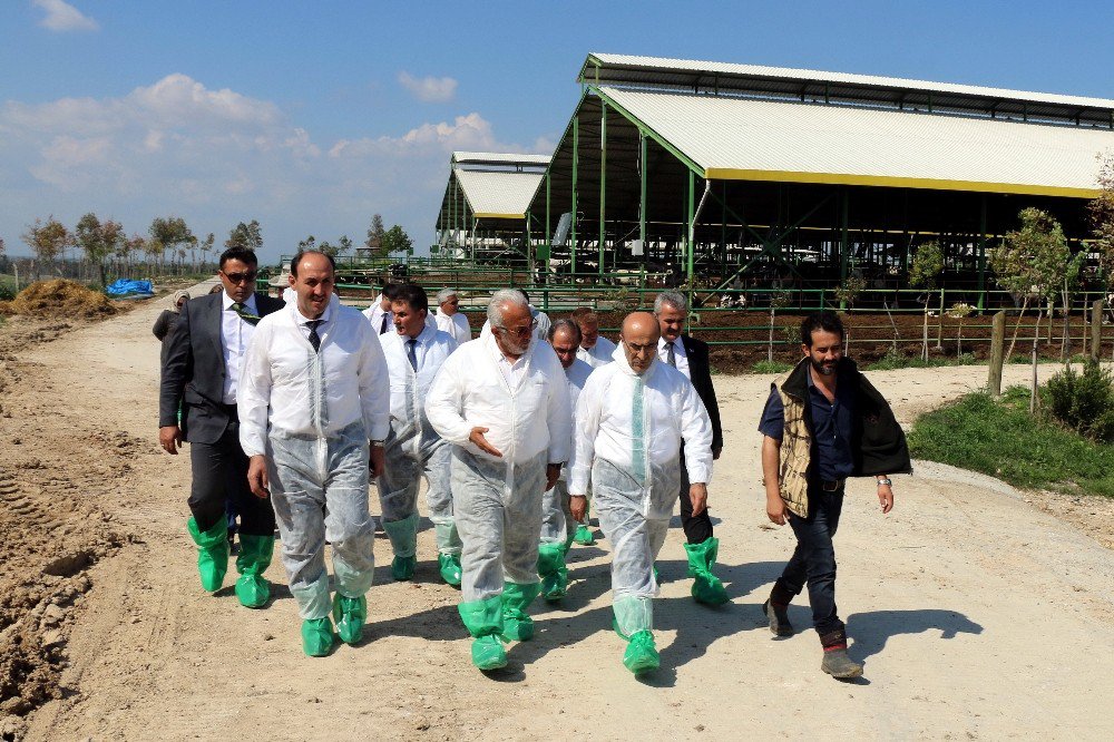 Vali Demirtaş, Dev Hibe Alan Damızlık Düve Çiftliğini Ziyaret Etti