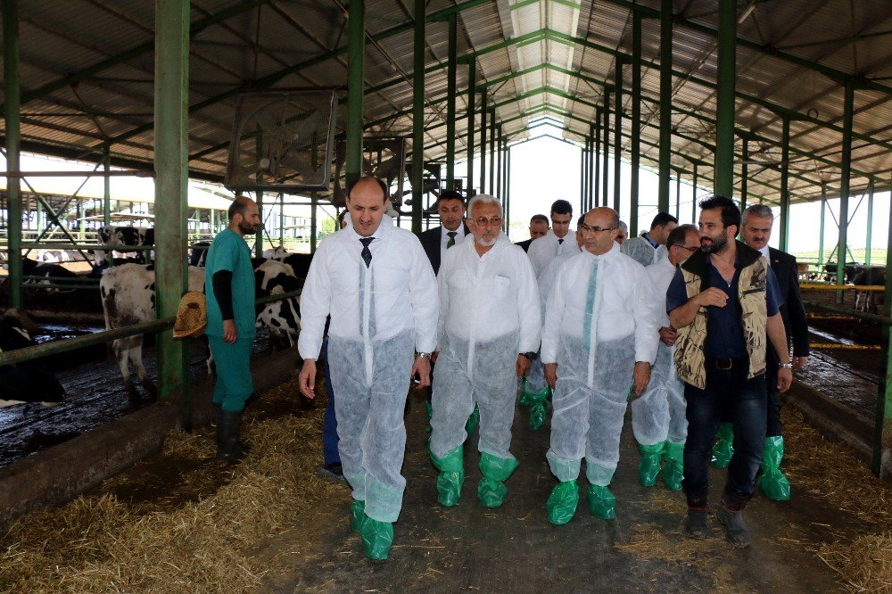 Vali Demirtaş, Dev Hibe Alan Damızlık Düve Çiftliğini Ziyaret Etti