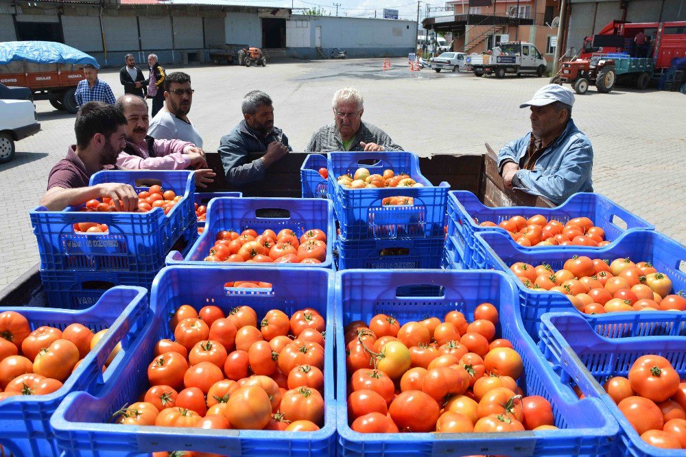 Domates Üreticinin Yüzünü Güldürdü