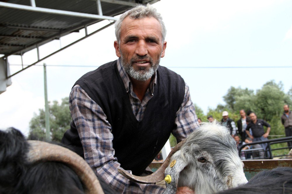 Damızlık Kıl Keçisi Tekeleri Üreticilere Dağıtılıyor