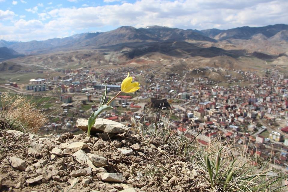 Oltu Lale Dağında Lale Ve Menekşeler Açtı