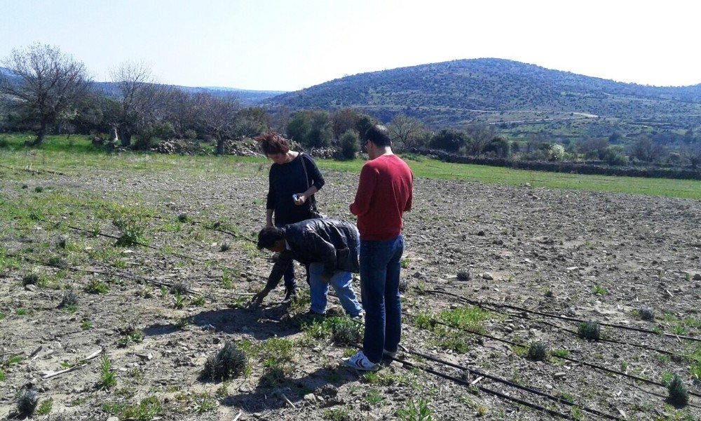 Yunusemreli Üreticilere Lavanta Eğitimi