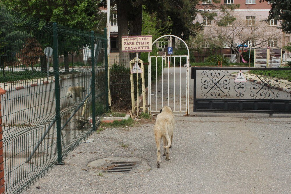 Vatandaşlardan Sokak Köpeklerine Tepki