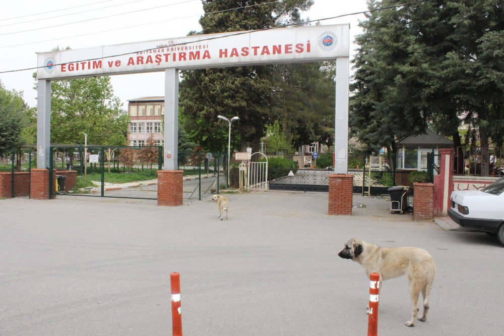 Vatandaşlardan Sokak Köpeklerine Tepki