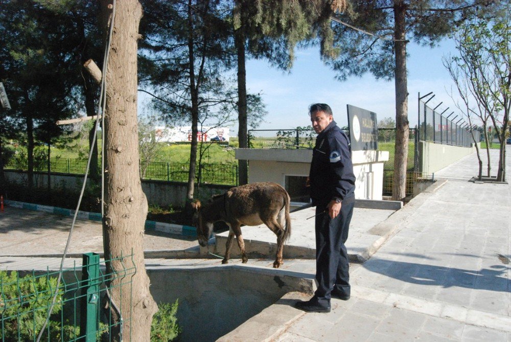 Araçların Arasına Dalan Eşek Sürücülere Zor Anlar Yaşattı