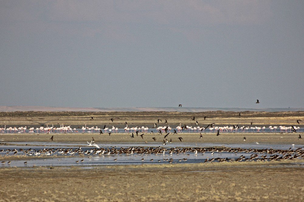 Su Oranı Arttı Kuşlar Seyfe Gölüne Aktı