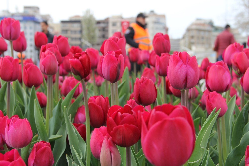 Taksim Meydanı’ndaki Laleler Koruma Altında