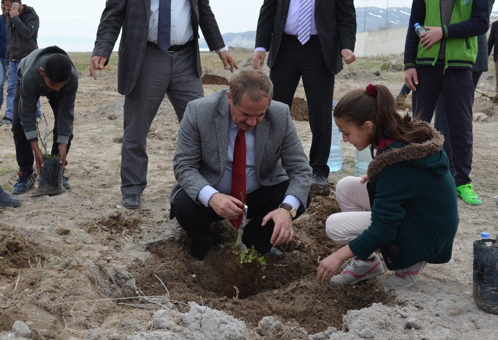 Adilcevaz’da 150 Aşılı Ceviz Fidanı Toprakla Buluştu