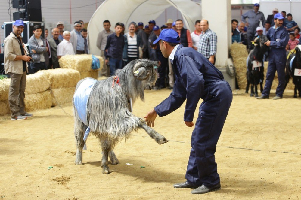 3. Teke Yöresi Tarım Ve Hayvancılık Fuarı