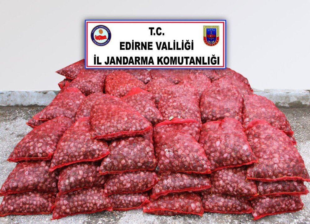 Edirne’de 2 Ton Canlı Midye Ele Geçirildi