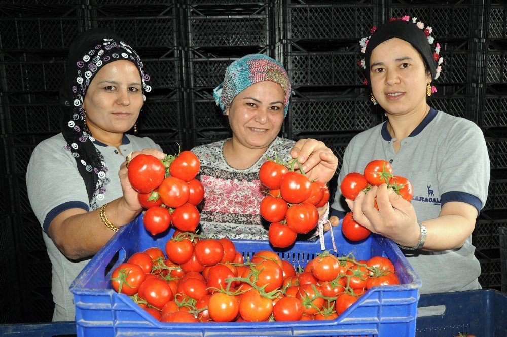 Domates Doları Da Euroyu Da Solladı