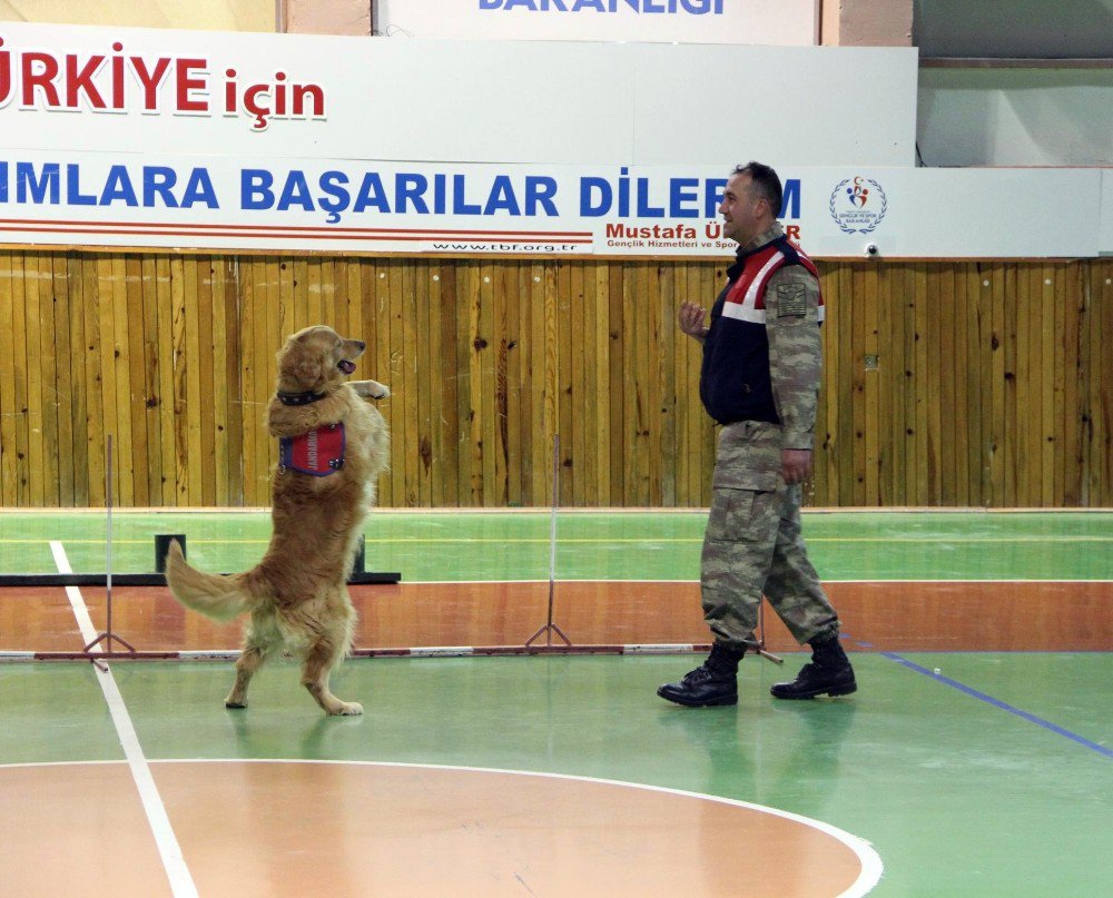 23 Nisan’da Jandarmadan Köpeklerle Gösteri