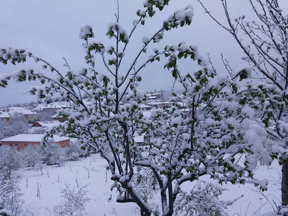 Çiçek Üzerine Kar