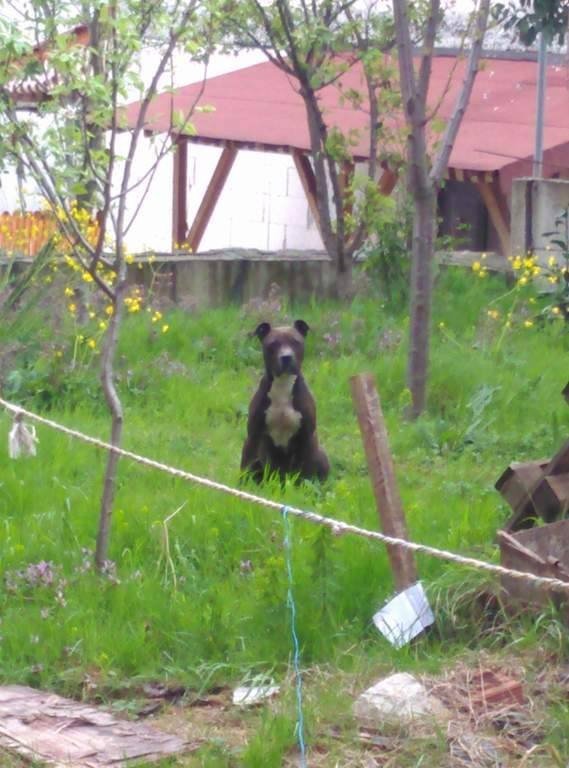 Pitbull Kediye Saldırdı