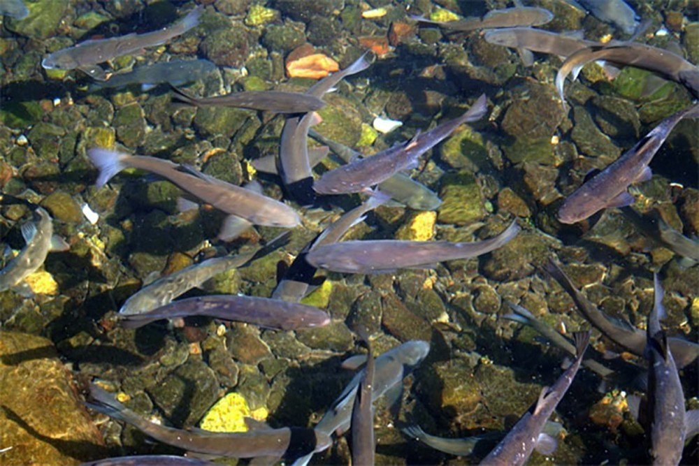 Bu Balıklar Çanakkale Gazisi