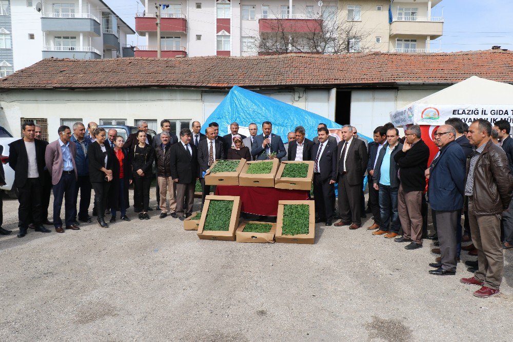 Elazığ’da Çiftçilere Çeşitli Bitkiler Dağıtıldı