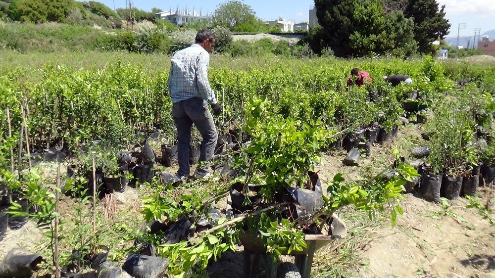 Türkiye’nin Fidan İhtiyacı Fidanlı’dan Karşılanıyor