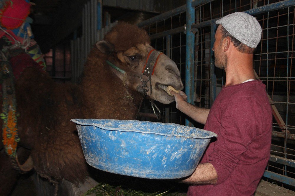 Güreş Sezonunu Tamamlayan Develer Bakıma Alındı