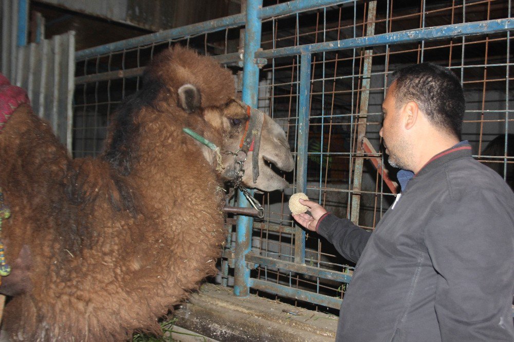 Güreş Sezonunu Tamamlayan Develer Bakıma Alındı