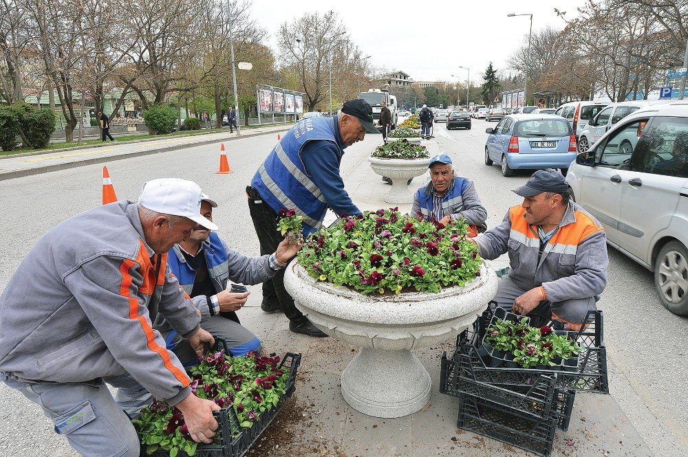 Büyükşehir Belediyesi, Ankara’yı 10 Milyon Çiçekle Donatıyor