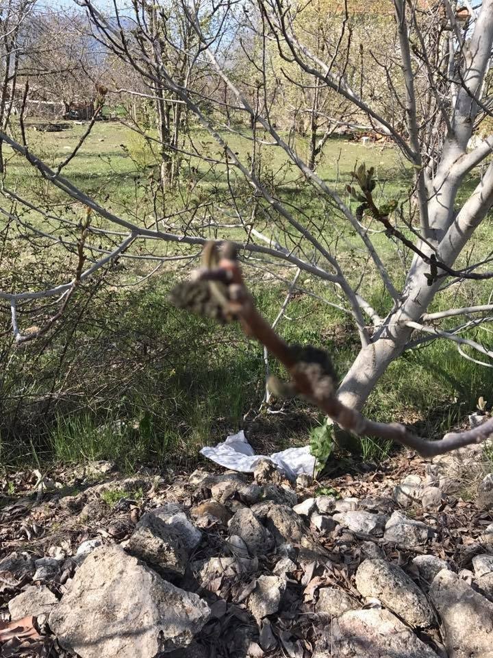 Çameli’de Don Ceviz Ağaçlarını Olumsuz Etkiledi