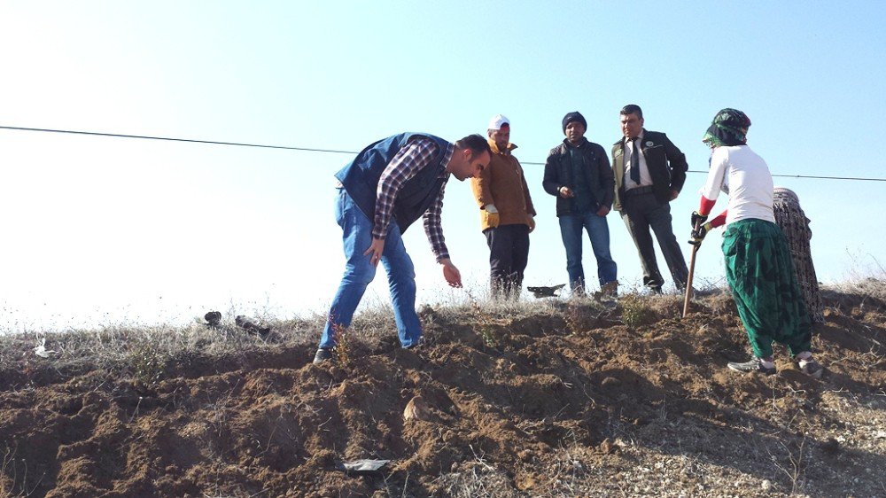 Kütahya Orman Bölge Müdürlüğünün Yol Güzergahı Ağaçlandırma Çalışmaları