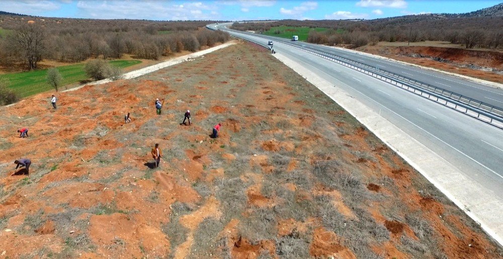 Kütahya Orman Bölge Müdürlüğünün Yol Güzergahı Ağaçlandırma Çalışmaları