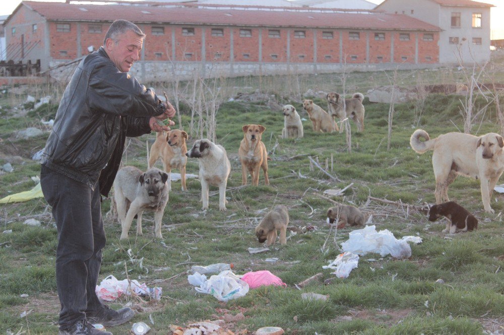 3 Bin Sokak Köpeğine Bakıyor