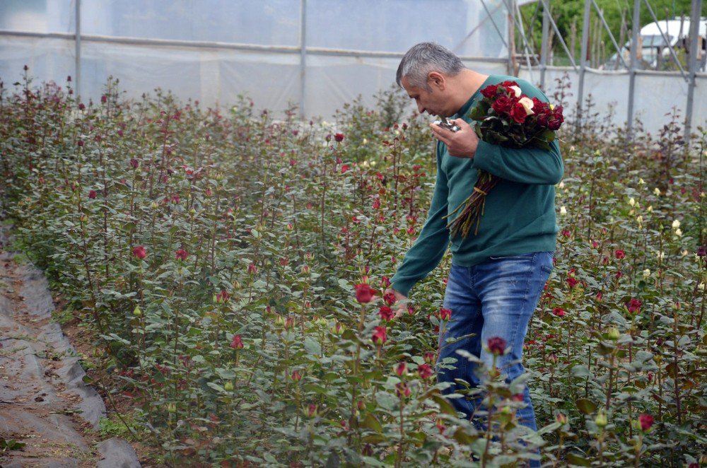 Kesme Çiçekler ‘Anneler’ İçin Kesiliyor