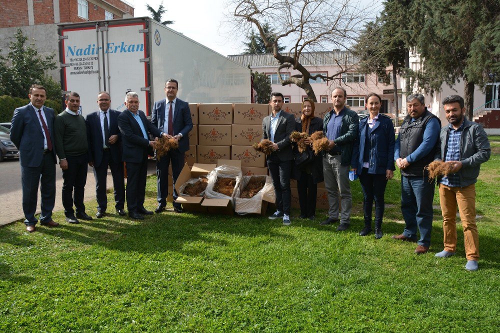 Ordu’da 240 Bin Çilek Fidesi Dağıtıldı