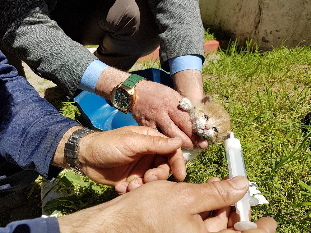 Atık Su Borusuna Sıkışan Yavru Kediyi İtfaiye Kurtardı