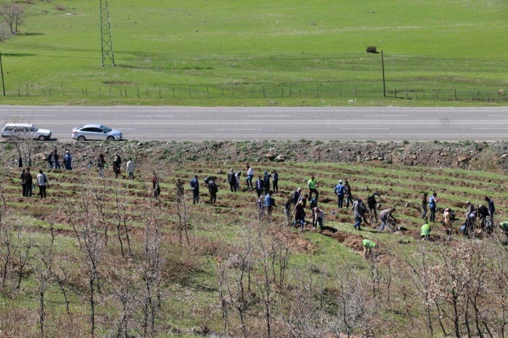 Bingöl’de Kyk Ormanı Oluşturuldu