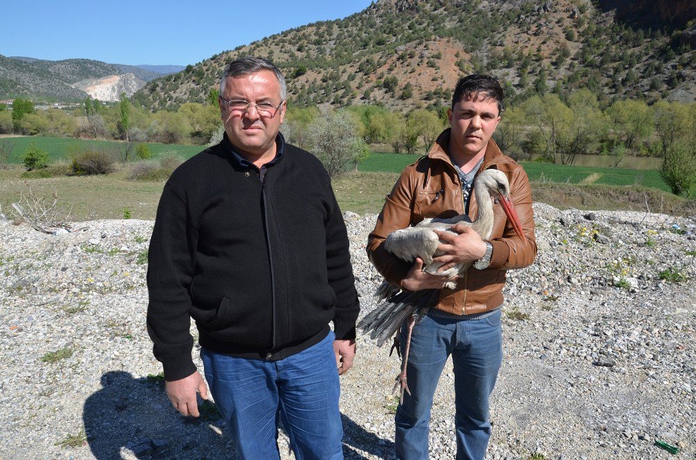 Karayolları Ekipleri Tarafından Bulunan Yaralı Leylek İki Ayda İyileşti