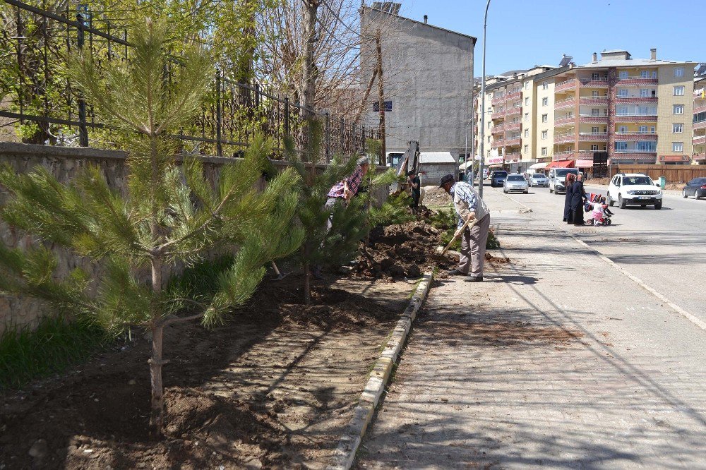 Muş Belediyesinden Yeşillendirme Çalışması