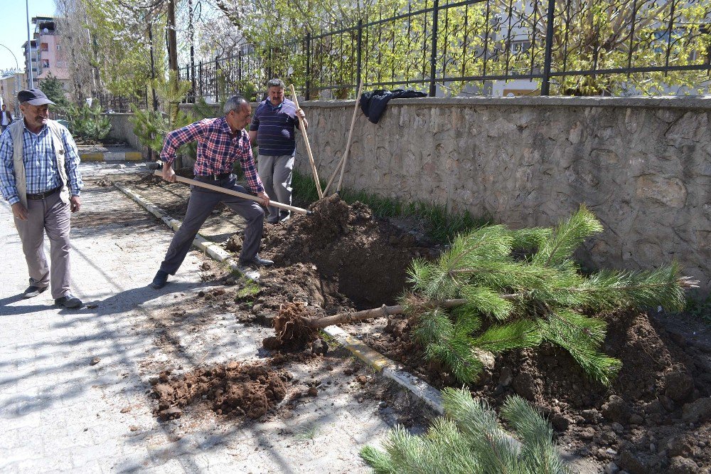 Muş Belediyesinden Yeşillendirme Çalışması