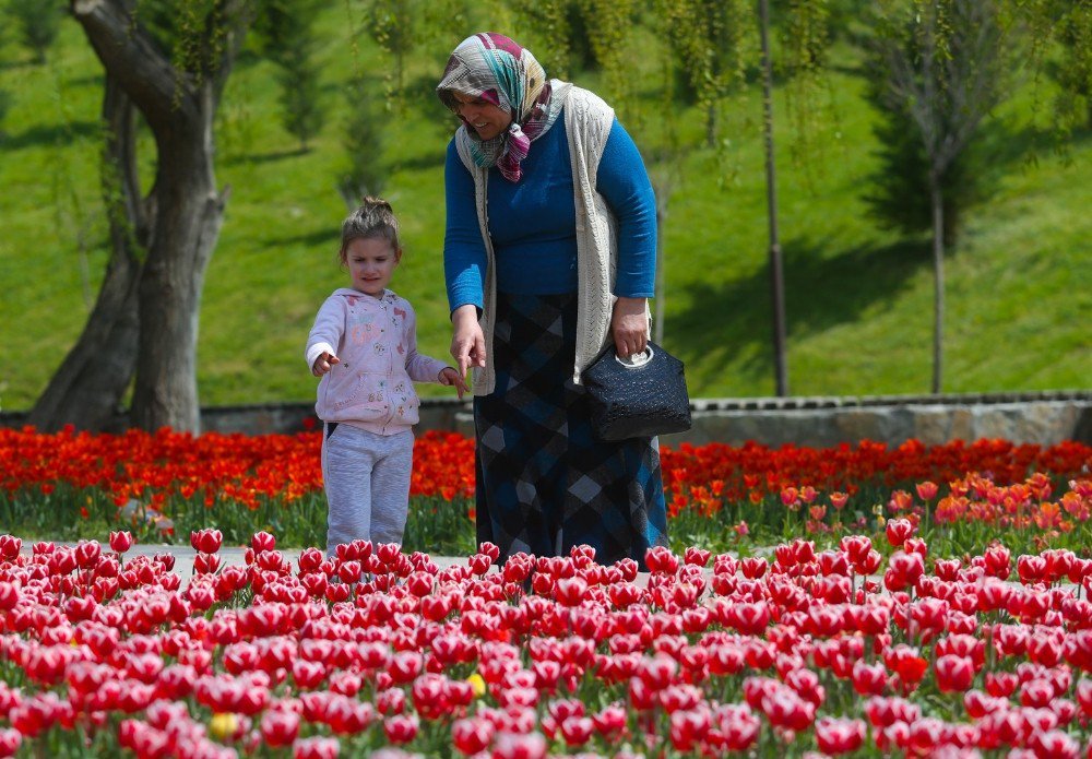 Sincan, Zarafet Ve Güzelliğin Temsili Lalelerle Bahara ‘Merhaba’ Diyor