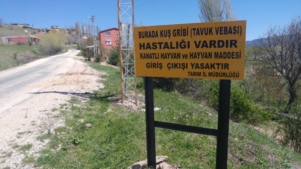 Reşadiye’de Kuş Gribi İncelemesi