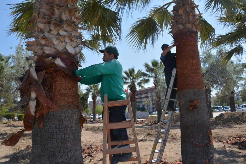 Aliağa’da Palmiyelere Bahar Makyajı